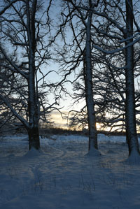 Veckans bild v 05 2026